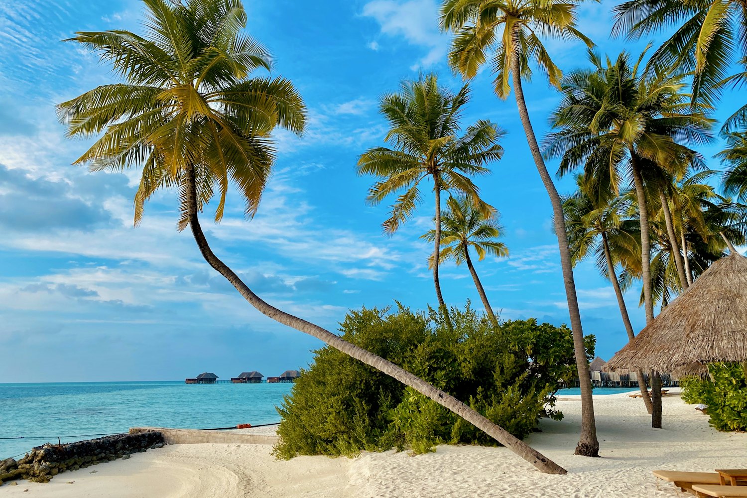 Palm trees leaning over a white sand beach with turquoise water