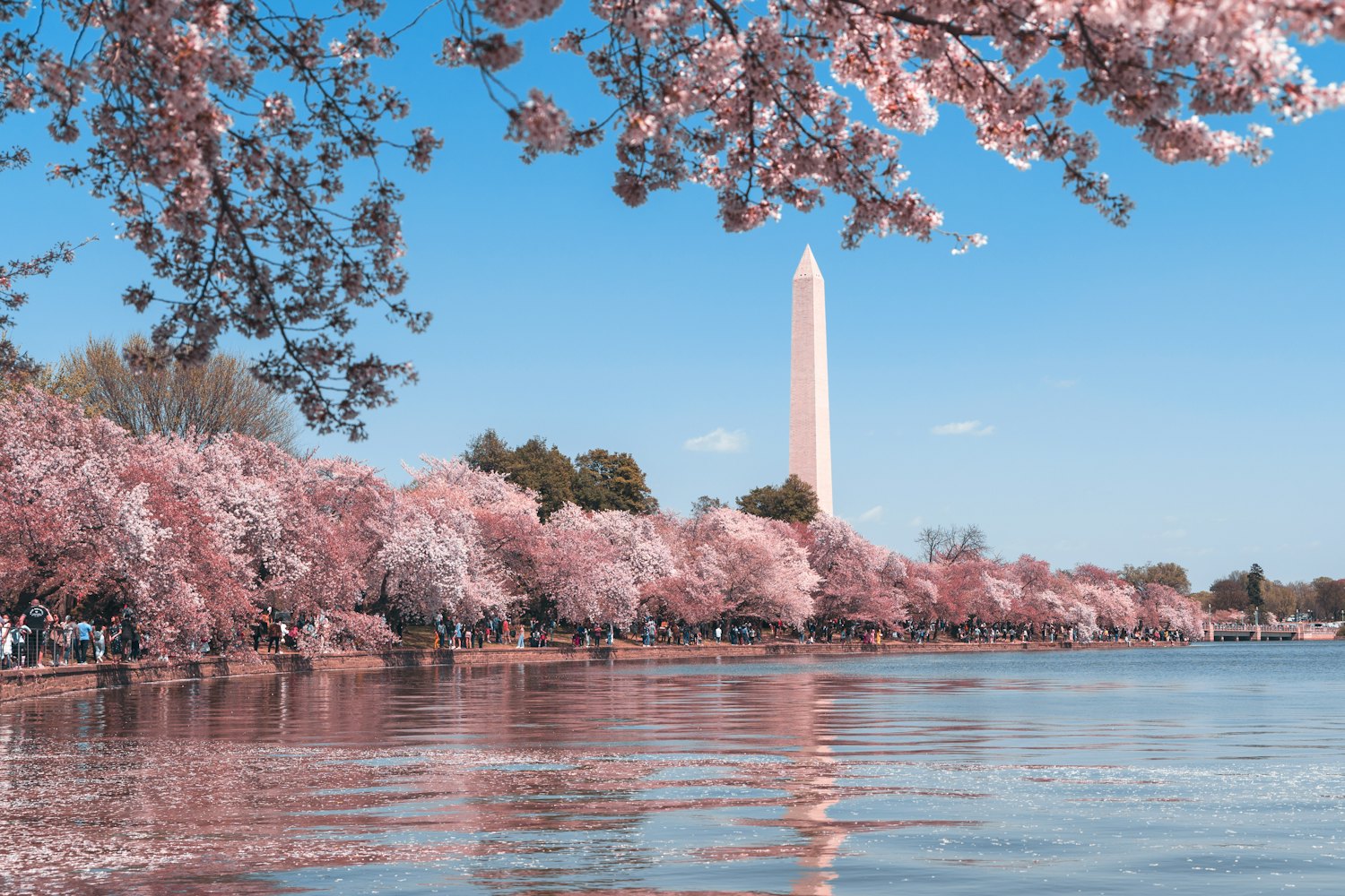 Washington Monument behind cherry blossoms along the Tidal Basin